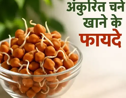 चना खाने के फायदे: स्वास्थ्य के लिए एक देसी सुपर फूड chana khane ke fayde chana ke fayde